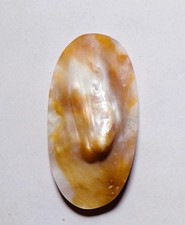 55.55 Cts Natural Mother of Blister Pearls Cabochon Loose Gemstone 57X29X4MM