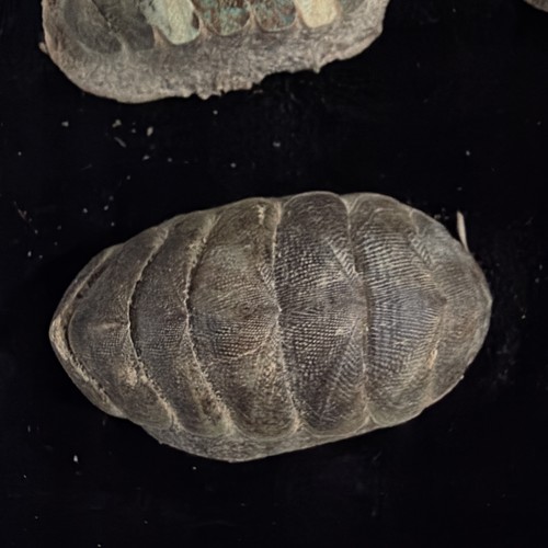 Mopalia Swanii Chiton Shells Lot Of 5 Washington 1984 (S119) - Picture 8 of 14