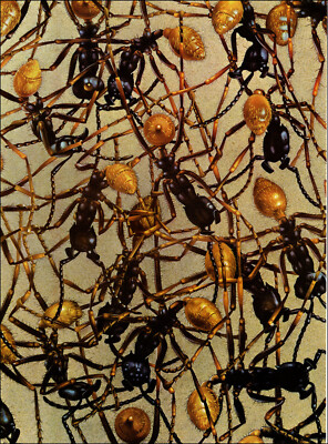 1960 Vintage Print Army Ants Ant Nest Society Bug Bugs Insect | eBay