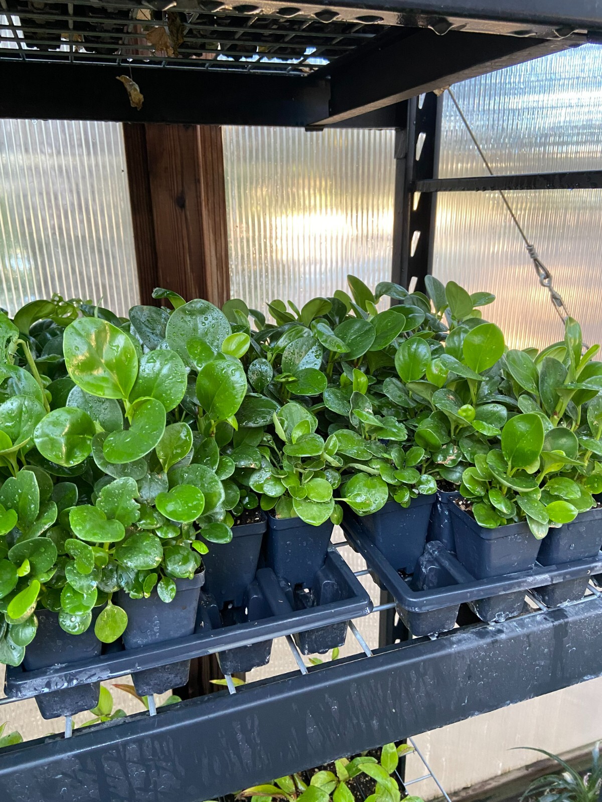 Peperomia Obtusifolia 'Baby Rubber Plant' eBay