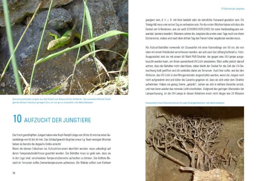 Martin Dieckmann Smaragdeidechsen Lacerta bilineata und Lacerta viridis - Bild 2 von 9