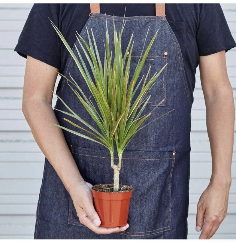 1 Bonsai Tree Live Plant Dracena Marginata Dragon Madagascar 5 Years Old 4" Pot - Image 2 of 4