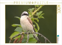 Calvendo Puzzle Red-Backed Shrike On A Branch | 1000 Pieces, Finished Size 25.2