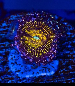 Jf Frankie's Acid Trip Zoa
