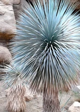 BEAKED YUCCA, yuca rostrata Big Bend agave garden aloe tree like seed 100 SEEDS