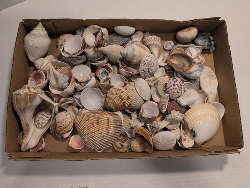 2 Lb. + 13 ozs. Box Lot of Sea Shells Small-Medium Assorted Types Nice,( clean )