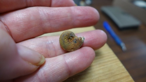 GEOLOGICAL ENTERPRISES Cretaceous fossil ammonite Phylloceras semistriatus - Picture 2 of 5