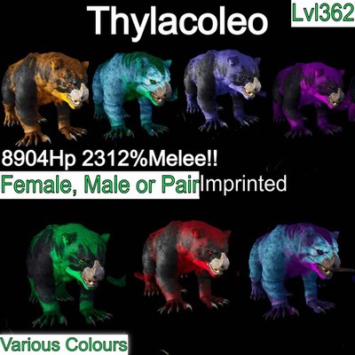 ASA PVE  ARK Survival Ascended Thylacoleo / Thyla 2312%Melee Imprinted