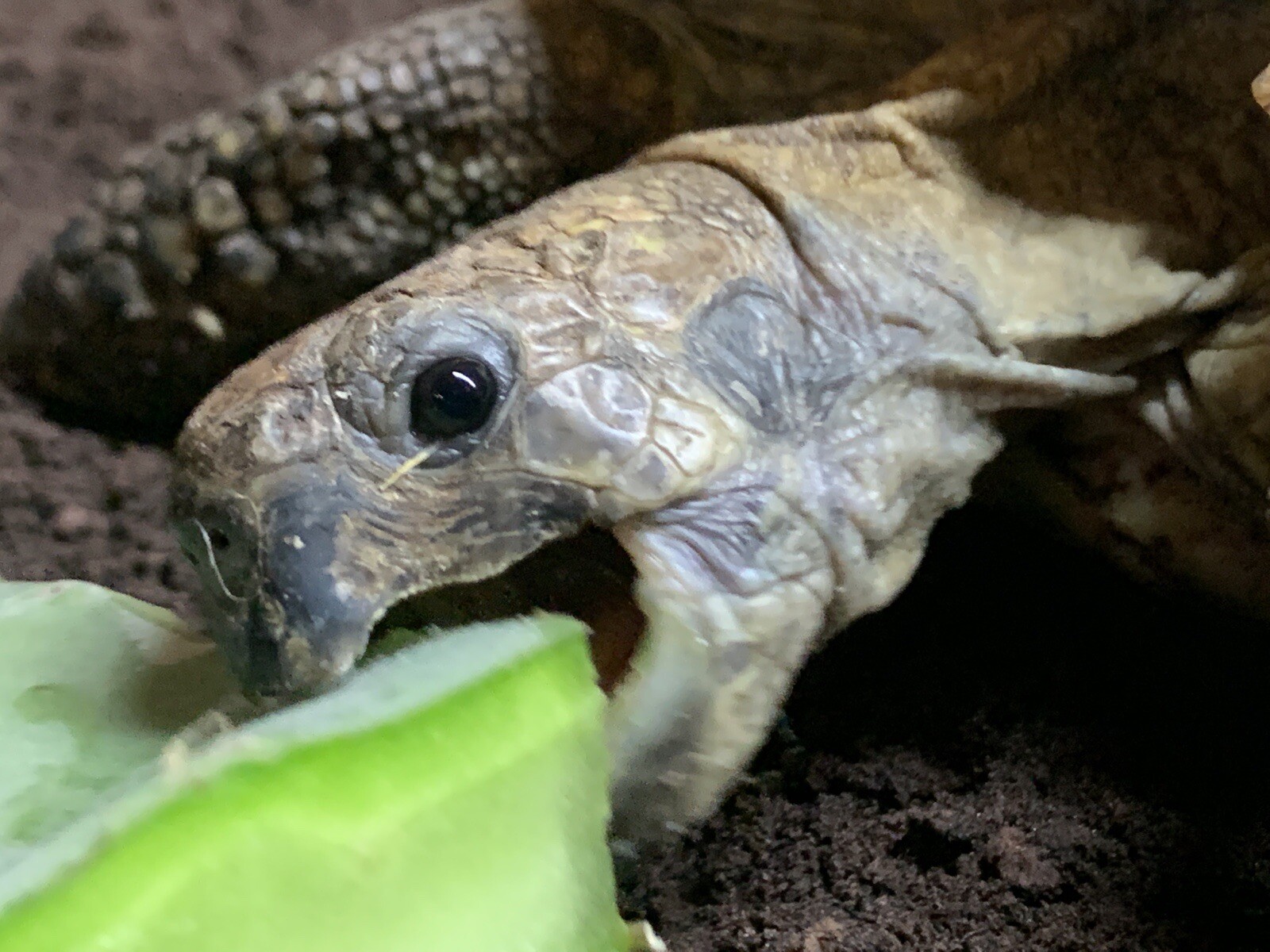 Opuntia Prickly Pear cactus pad tortoise food slice The Tortoise Hut