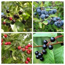 Frosttolerant Wild Fruits II - 4 varieties - 100+ Seeds - Samen - V 107