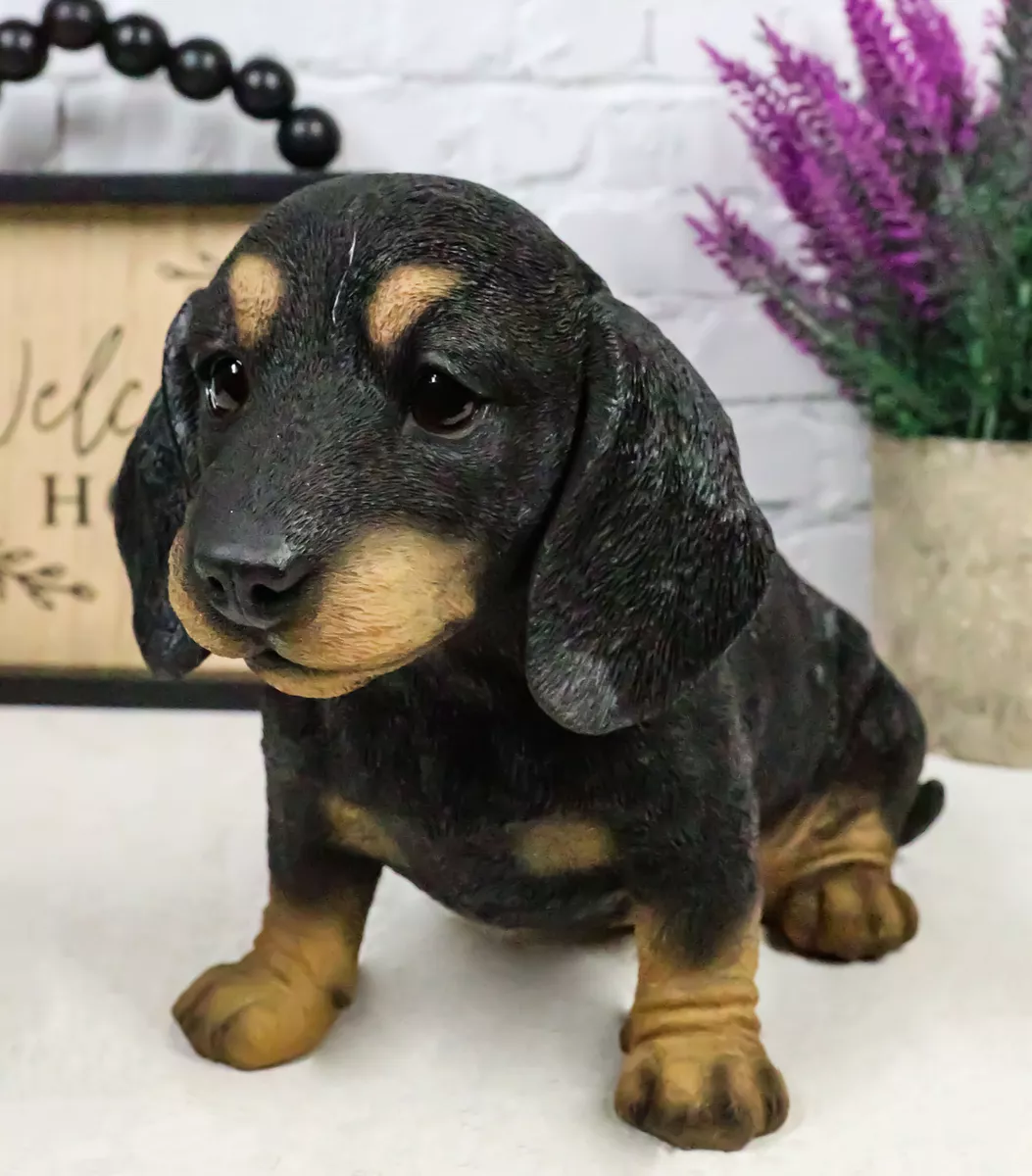 Dachshund black cheap tan