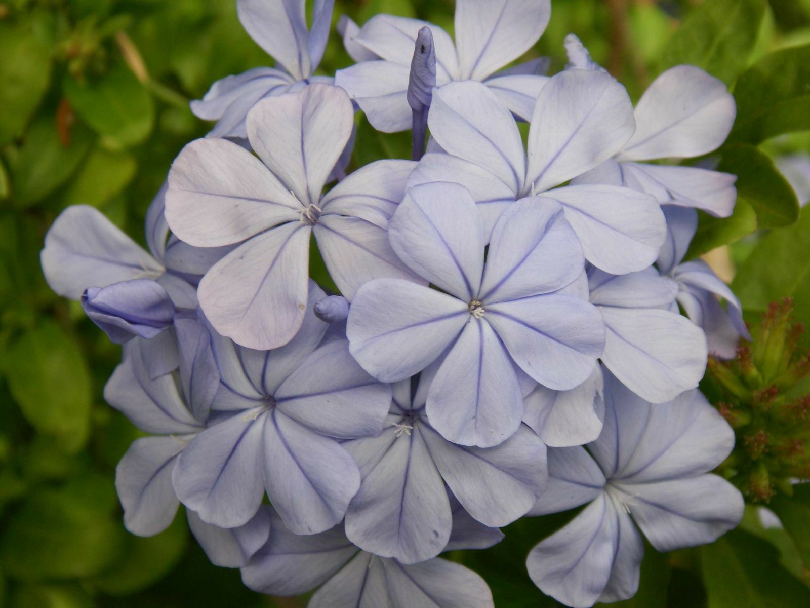 Plumbago capensis outremer plante grimpante extérieure bleu blanc
