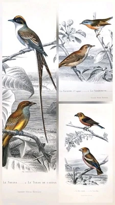 3 Gravures anciennes originale 1850 oiseaux Buffon Orbigny bird antique print - Photo 1/4