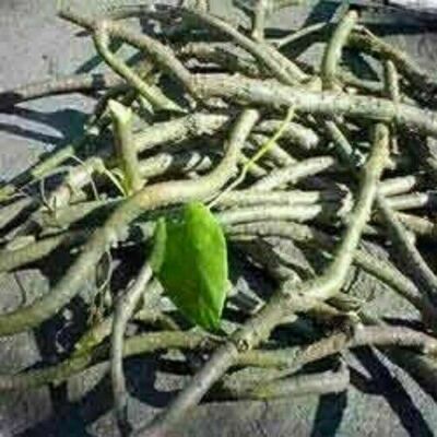 Giloye/Giloy Plant Fresh Stems 100 gm pack | eBay