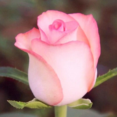 10x graine Rosier grimpant couleur Rose "Blush Pink" climbing rosebush 10x seeds