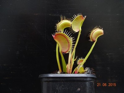 Dionaea muscipula  ''Redline'' - Venusfliegenfalle