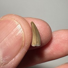 0.40” Crocodile Tooth, Judith River Fm, Montana, Cretaceous Dinosaur Age Fossil