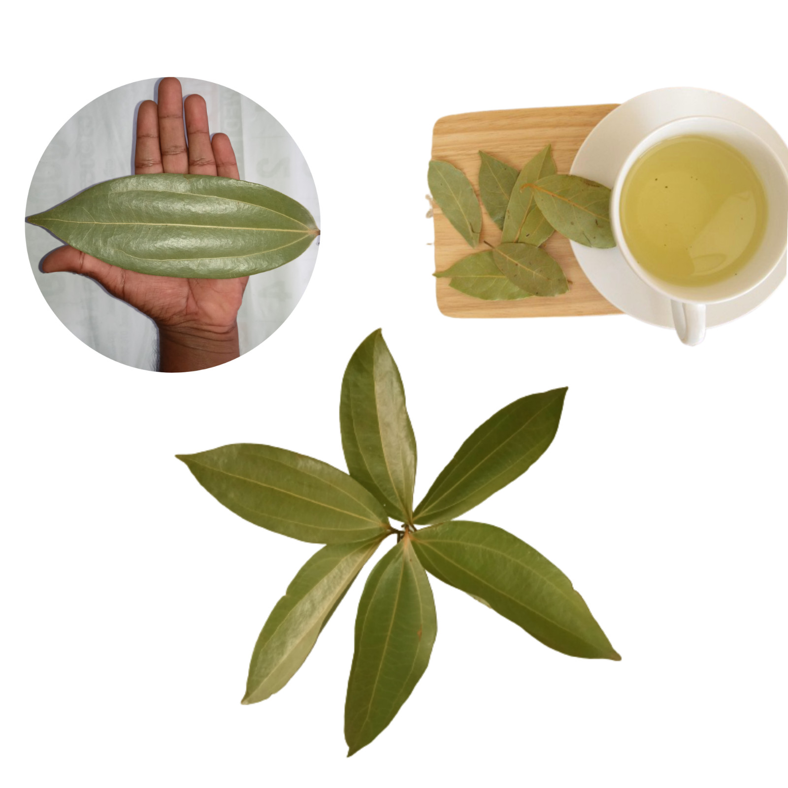 Cinnamon leaves/Tej patta leaves/Indian bay leaves sun dried srilankan 50 leaves