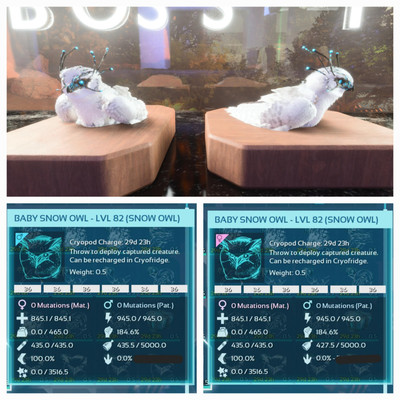 ARK ASA PVE OFFICIAL PAIR BABY SNOW OWL ALBINO #36 EXTINCTION PC/XBOX/PS5
