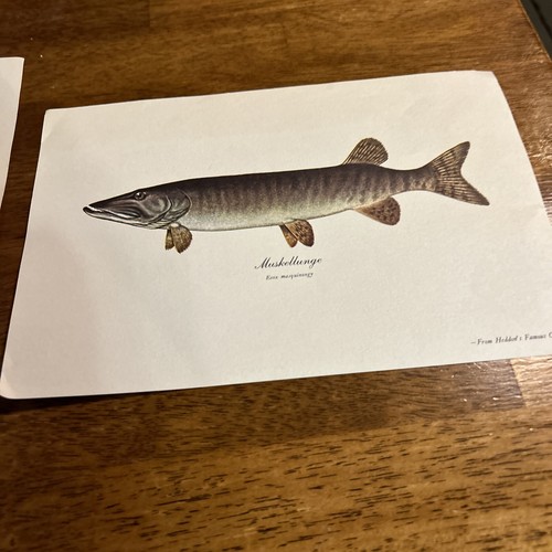 3 VINTAGE ORIGINAL HEDDON’S FAMOUS COLLECTION BLACK CRAPPIE-WALLEYE-MUSKELLUNGE - Picture 2 of 8