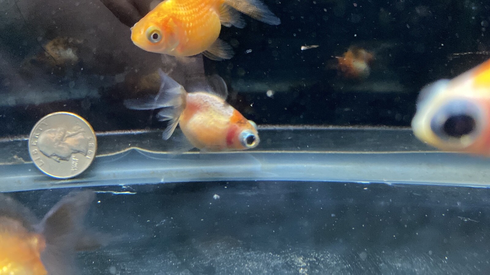 Live Telescope Eye Pearlscale Goldfish Fry 1"2" Rare Goldfish eBay