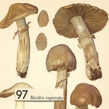 MUSHROOM Fungus Gypsy Mushroom ROZITES VTG Lithograph Print Otto Uzak 1951