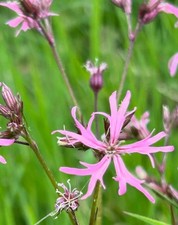 Ragged robin x 1 plug plants seedling marginal aquatic attracts bees damp wild