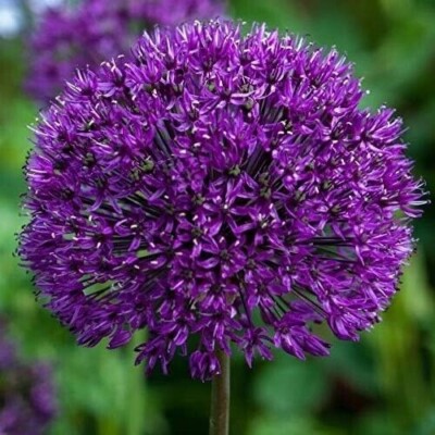   (1) Gladiato Allium (Giant) Gladiator Ornamental Flower Onion Bulb