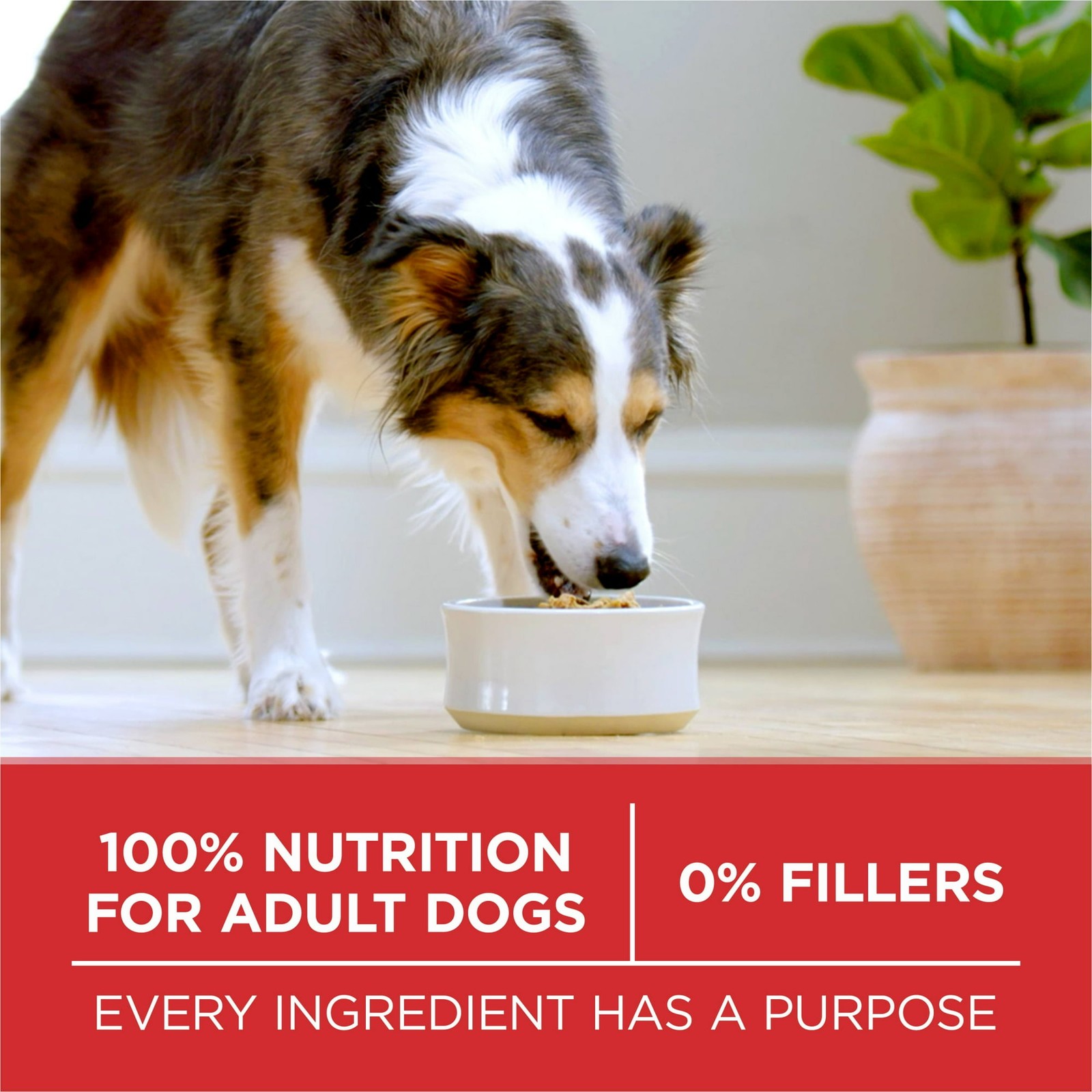 2 pack Purina ONE Dry Dog Food Lamb and Rice Formula, 31.1 lb. Bag