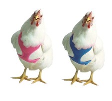 Chicken Harness for chickens ducks  geese XS - M award winner Choice of 5 color