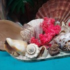 Signed 1959 St. Peterburg FLORIDA Sea Shell Art / Large Impressive Piece  — photo 7