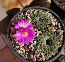 Living rock cactus kotschoubeyanus ssp. sladkovskyi 20 seeds