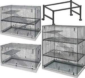 black poodle puppies for sale near me