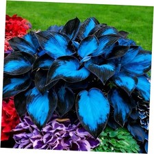 Hosta Seeds for Planting, 290 pcs Rare Perennial Hosta Flower Seeds Plants,