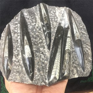 2 74 磅罕见摩洛哥orthoceras 化石黑色大理石手工抛光297 Ebay
