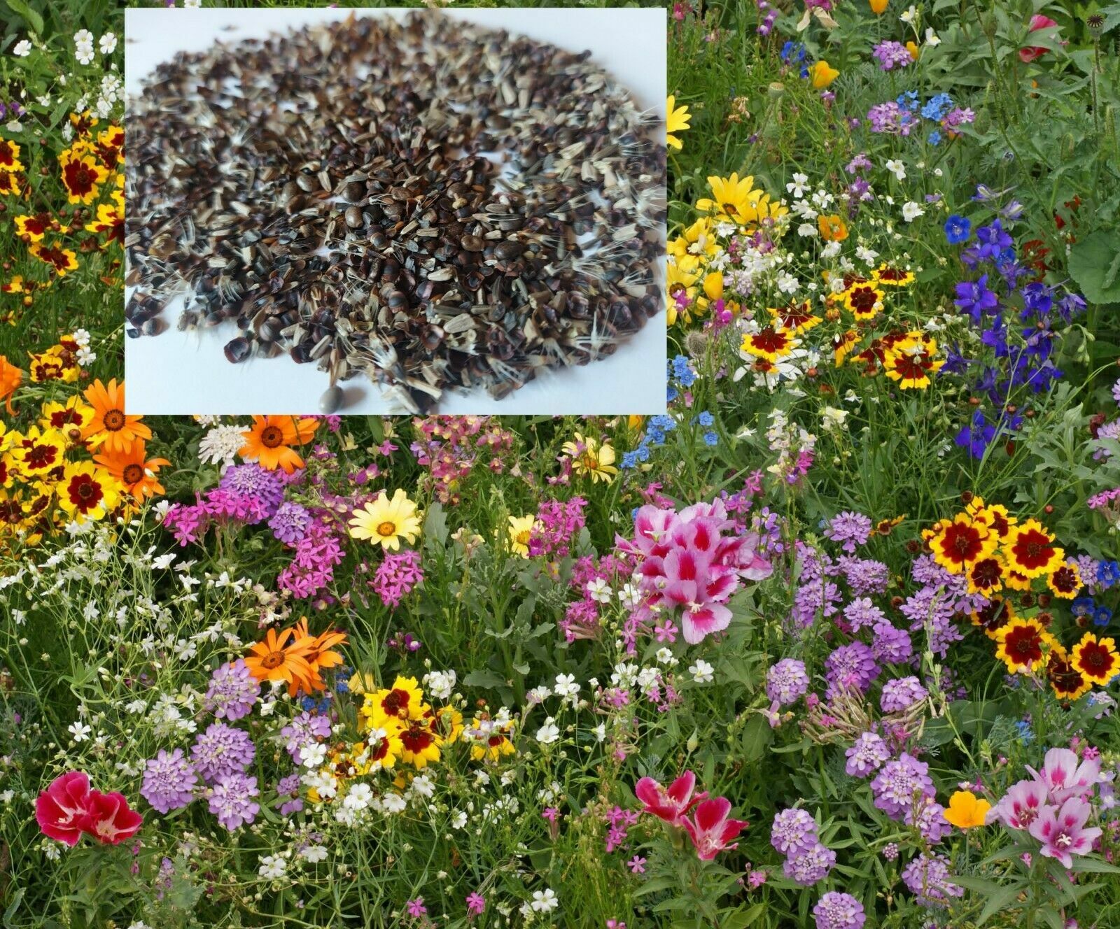 300+ Bee & Butterfly Wildflower Mix US Shipped Non-GMO
