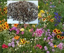 300+ Bee & Butterfly Wildflower Mix US Shipped Non-GMO