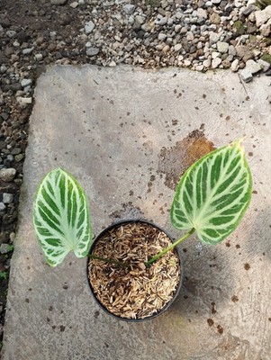 Anthurium Silver Tiger 2 Leave Real Picture