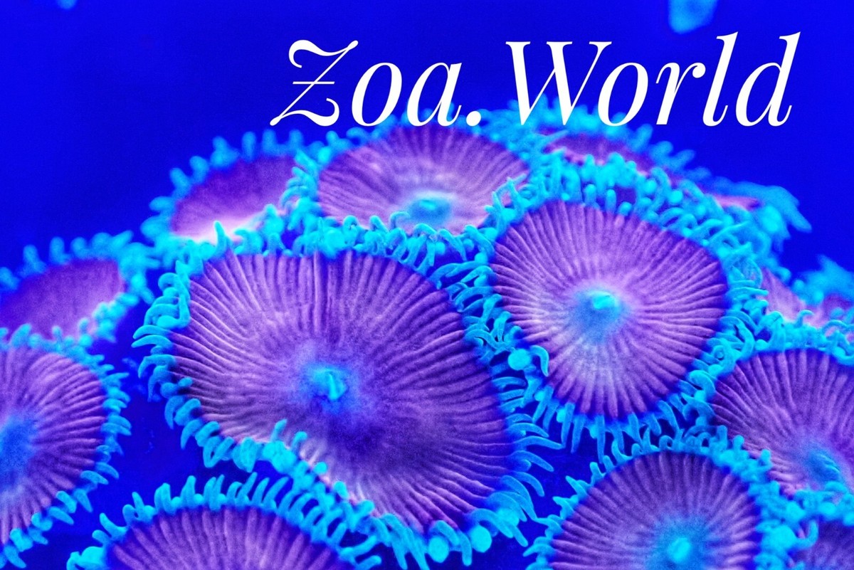 Red Death Zoa (Zoanthid) Polyp Frag----Free Shipping on Orders