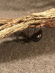 Handmade Hand-painted 2.5" Black Widow Spider Bark Dwelling Replica Figurine