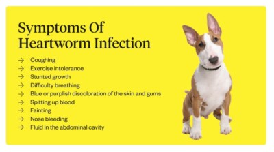 NATURAL DEWORMER in dogs Cats Dirofilaria immitis 100% HERBAL