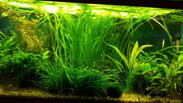 25 Jungle val plants live aquarium plants aquascaping planted tank easy - Image 4 of 4