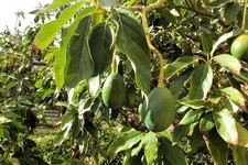 100 Ml d'Huile d'Avocat Bio de MADAGASCAR - Peau, Visage et Cheveux.