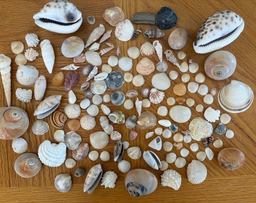 Large Lot Mixed Seashells Beach Decor Craft Nautical Collection 150 Pieces