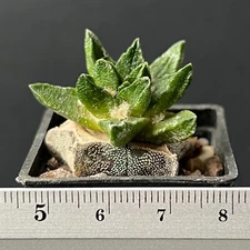 15-1703. Cactus... scapharostrus, Robust tuber clas (Grafted)