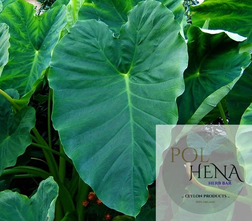 1 Kg Dried Taro leaves Herb Colocasia Leaf Taro Comida Organic Ceylon Herbal