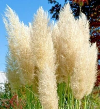🌿🌿 True Ivory Pampas grass Everlasting pampas flower Tall Plume grass GS251-50