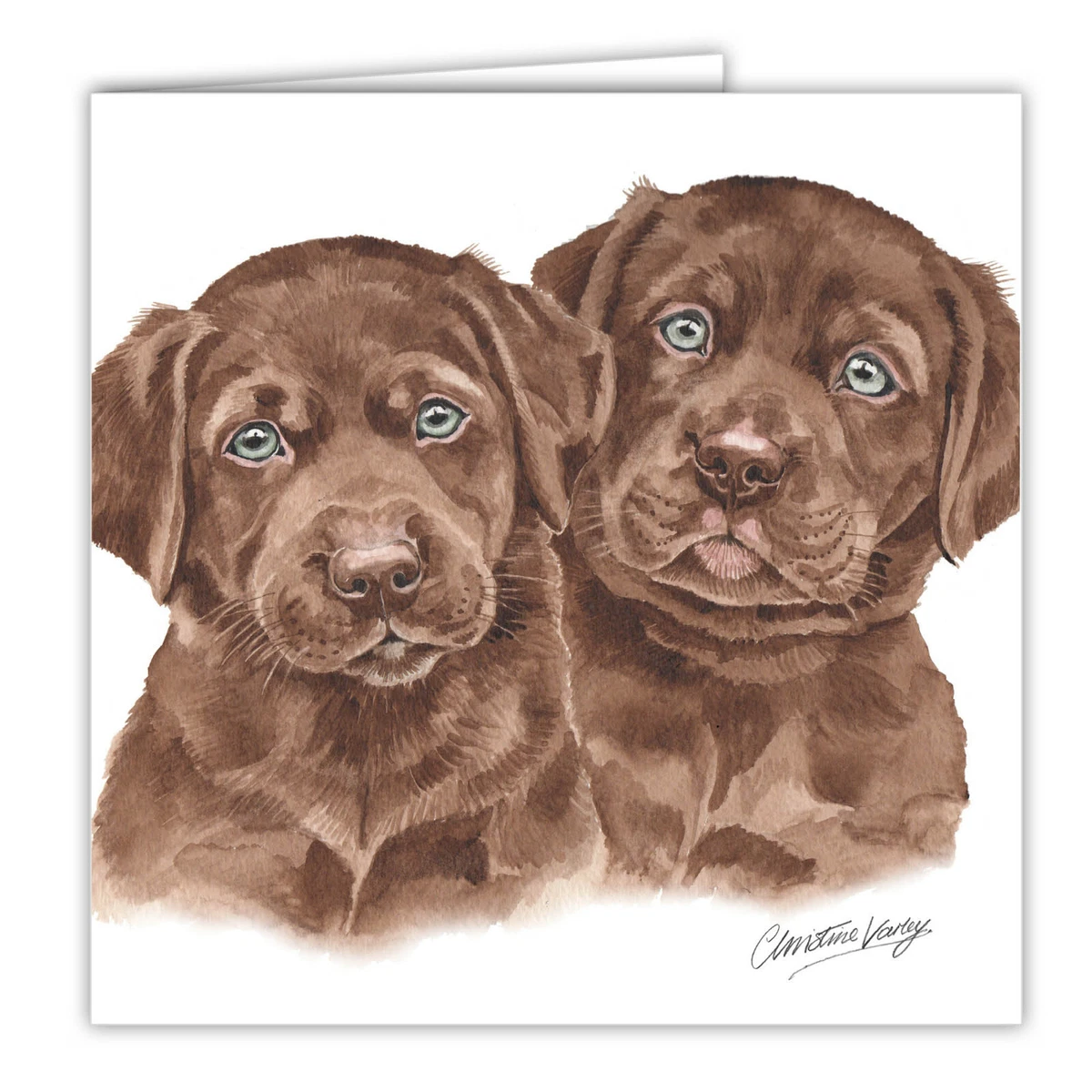 Chocolate labrador puppies for sale sales