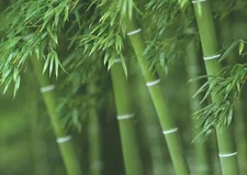 300+ Bamboo Seeds for Planting | Exotic and Fast Growing | Ships from Iowa, USA 