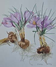 Ryohei Koiso 150 Medicinal Plants Botanical Prints Book 1971 Takeda Chemical